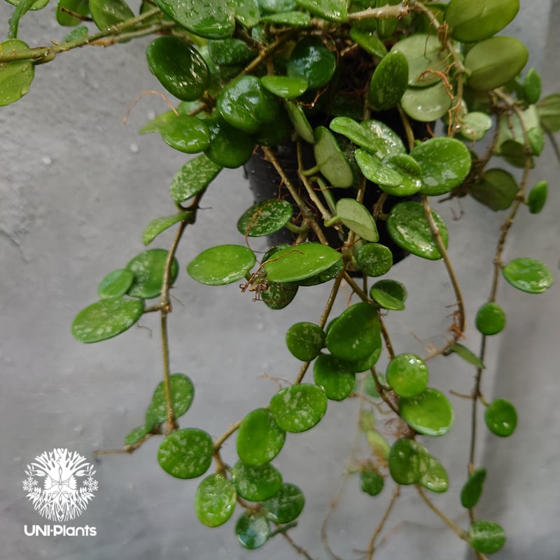 40 ホヤ　マチルダ　内斑入り Hoya Mathilde splash ホヤ マチルダ スプラッシュ ホヤ植物