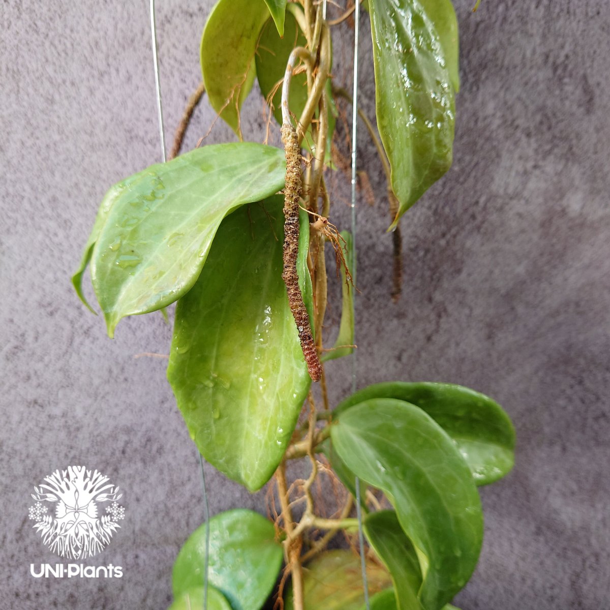 ホヤ　CVチョーク抜き苗 ホヤ チョーク苗 - メルカリ