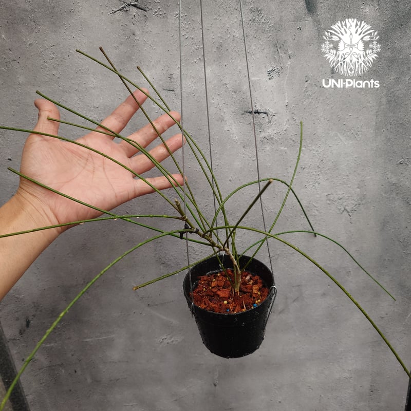 花座つき　珍種　ホヤ　Hoya Spartiodes サクララン 花座つき 珍種 ホヤ Hoya Spartiodes サクララン