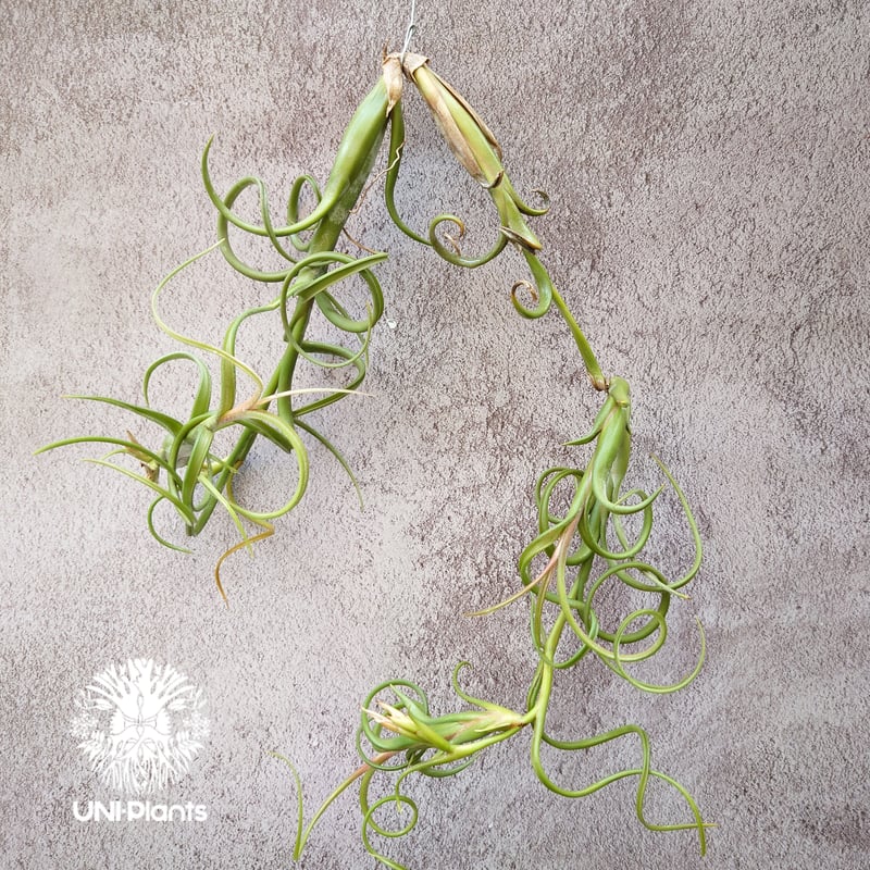 Tillandsia Intermedia（L）ティランジア チランジア・インター 
