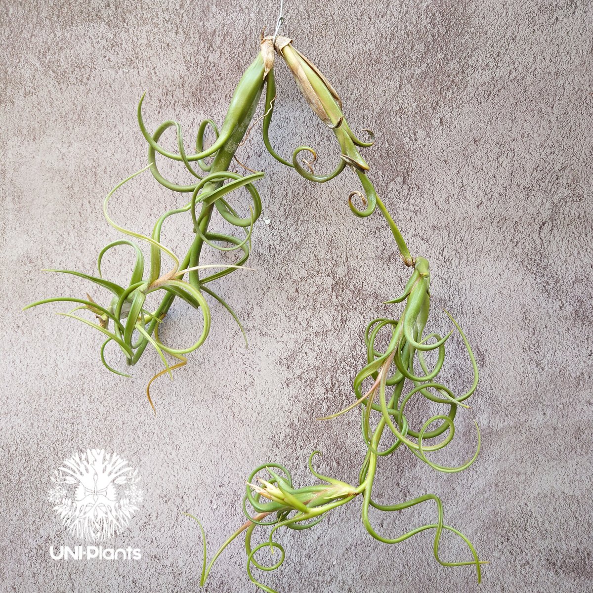 Tillandsia Intermedia(L)ティランジア チランジア・インター Tillandsia Intermedia(L)ティランジア チランジア・インター
