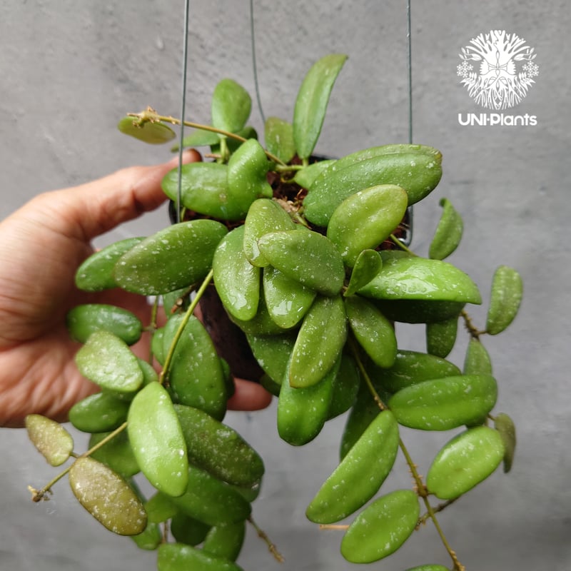 Hoya GPS7240 ホヤ 希少 ホヤ植物 ホヤの花 珍しい 希少なホヤ Hoya GPS7240 ホヤ 希少 ホヤ植物 ホヤの花 珍しい 希少なホヤ