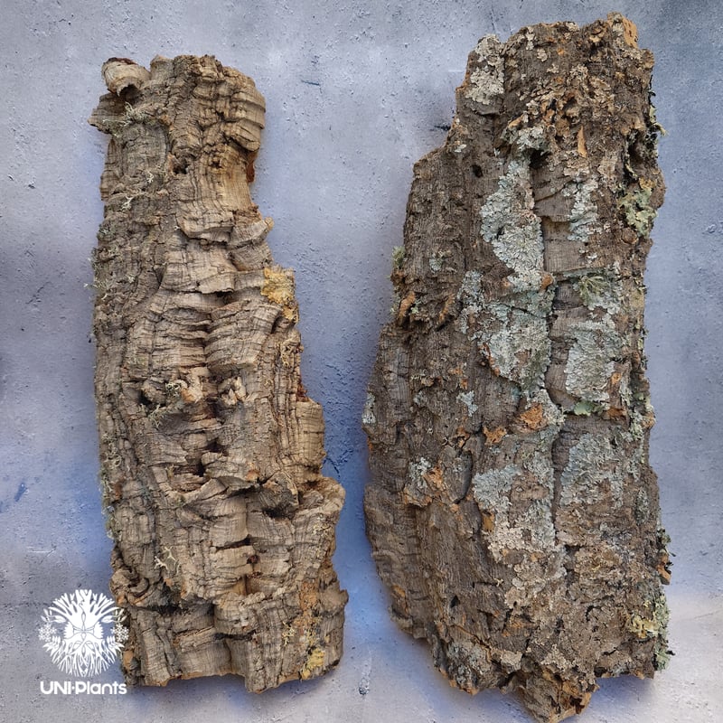 天然素材 着生用コルク Mサイズ 植物着生 ビカクシダ着生コルク エア