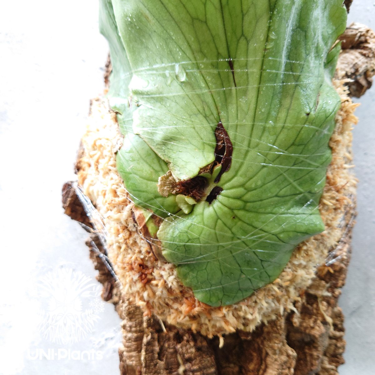 初入荷!ビカクシダ ホルタミー Platycerium holttumii コウモリ 初入荷!ビカクシダ ホルタミー Platycerium holttumii コウモリ