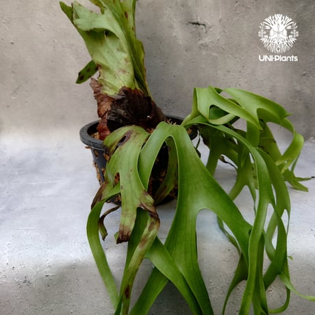 Platycerium coronarium phils dwarf ビカクシダ コロナリウム フィリピネス ドワーフ ビカクシダポットタイプ