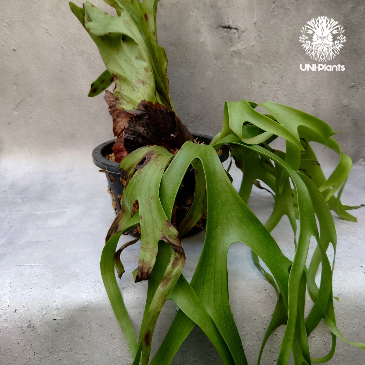 Platycerium coronarium phils dwarf ビカクシダ コロナリウム Platycerium coronarium phils dwarf ビカクシダ コロナリウム