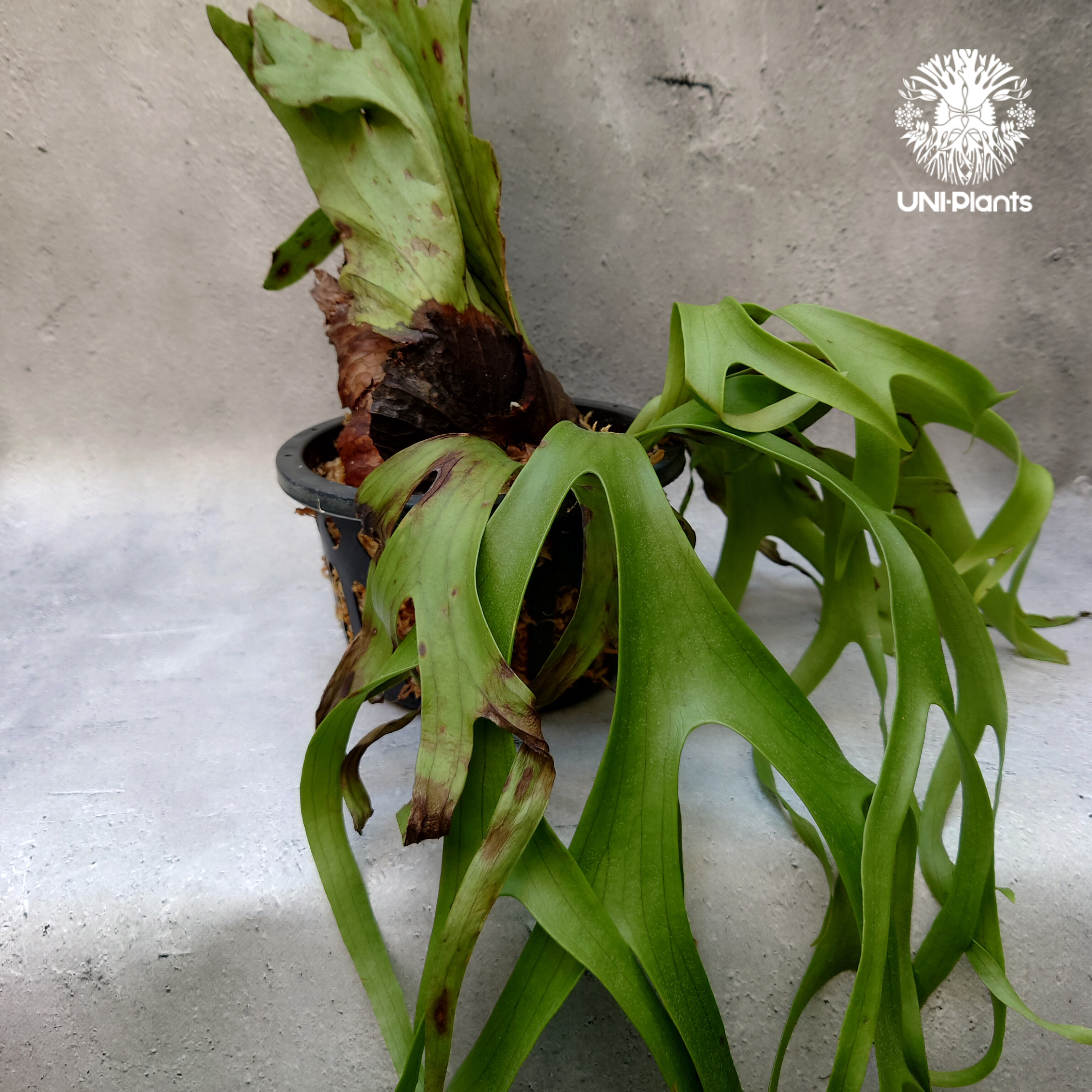 Platycerium coronarium phils dwarf ビカクシダ コロナリウム