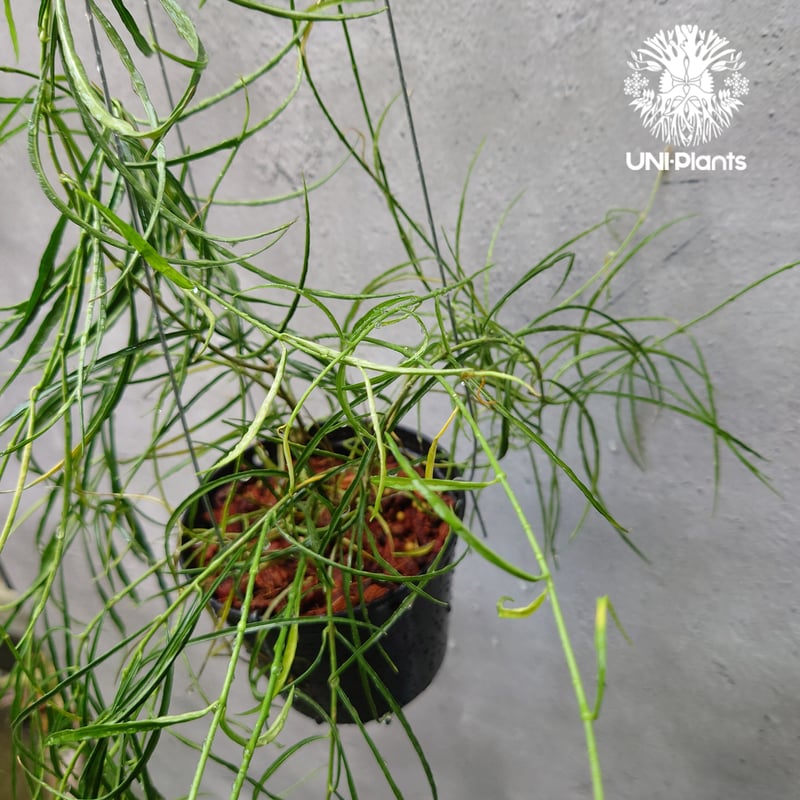 Hoya stenophylla ホヤ ステノフィラ 希少 ホヤ植物 ホヤの花 珍しい