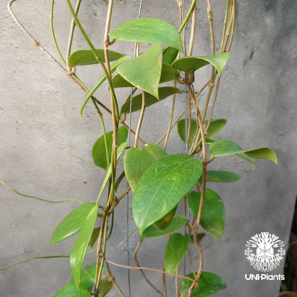 ホヤ アルドリッチ Hoya aldrichii ホヤ植物 ホヤの花