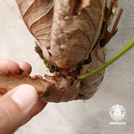 Drynaria bonii ドリナリア ボニー 流木仕立て 観葉植物 珍奇植物 着生植物 インテリア植物 珍しい シダ植物