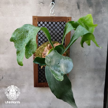 ビカクシダアルシコルネ | STORES