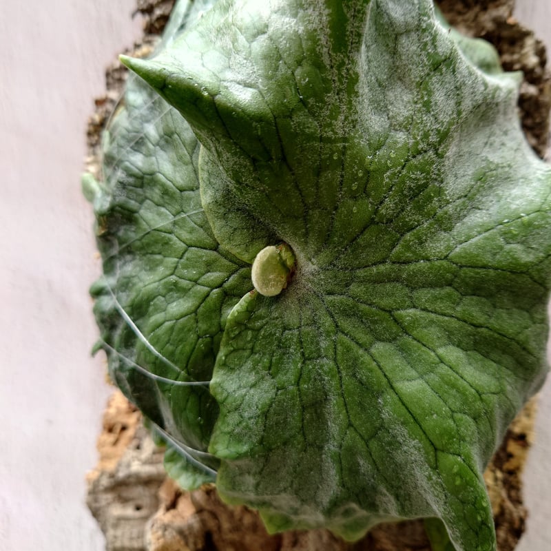 ビカクシダ グランデ Platycerium grande コウモリラン