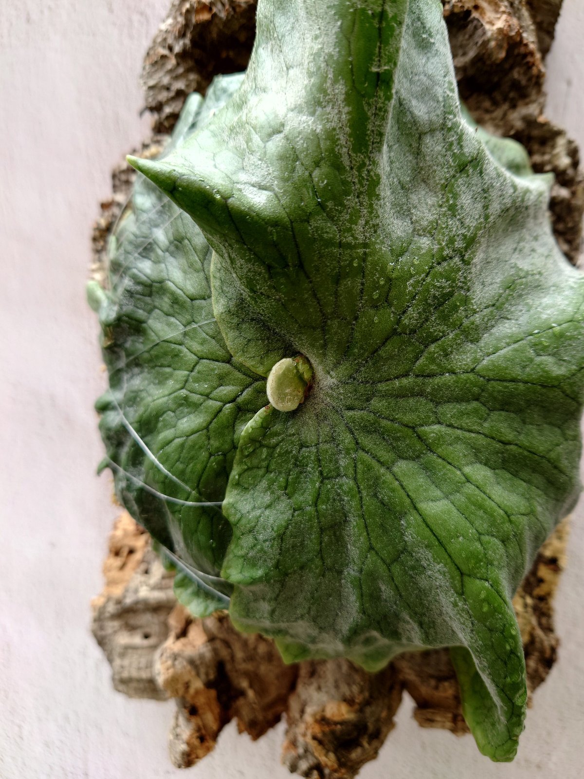 値下げ！ビカクシダ グランデ ビカクシダ グランデ Platycerium grande コウモリラン ビカクシダ原種