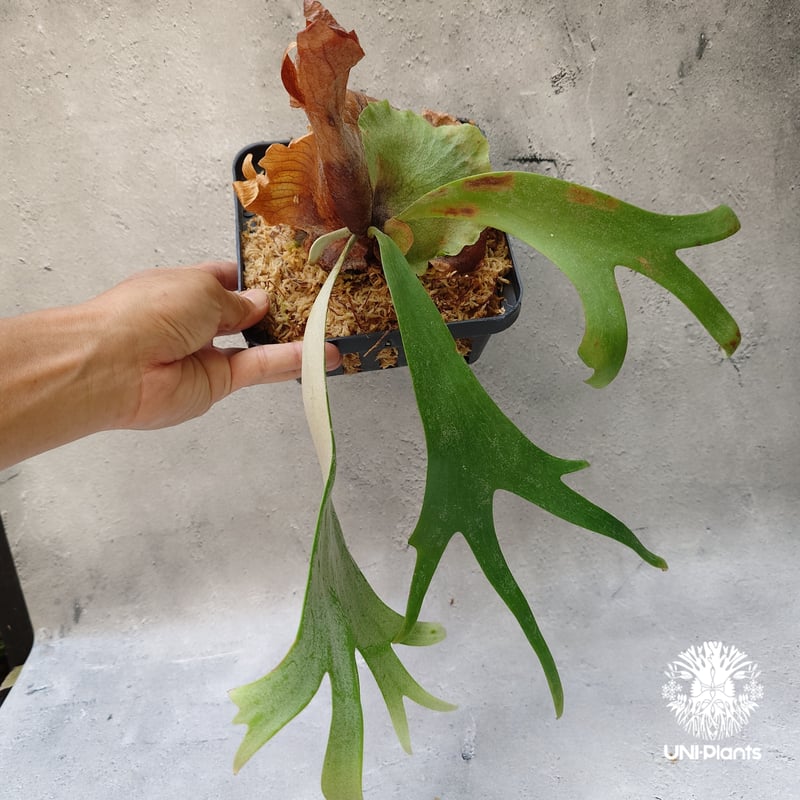 Platycerium willinckii Unknown #2 ビカクシダ ウィリンキー Platycerium willinckii Unknown #2 ビカクシダ ウィリンキー