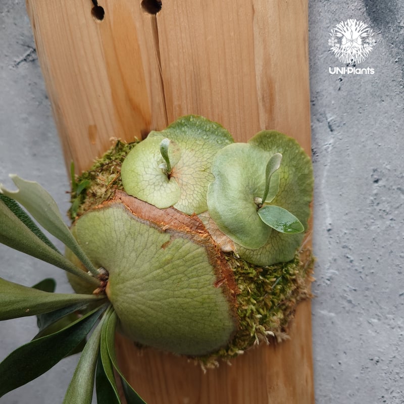 greeeeen　ビカクシダ Platycerium Bifurcatum cv.Ziesenhenne ビカクシダ ジーゼ