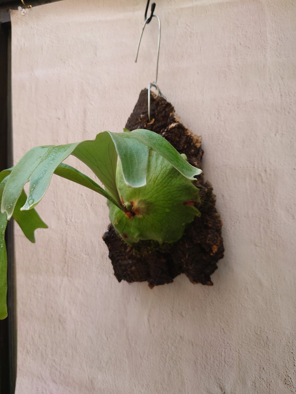 オリジナル アルシコルネ マダガスカル alcicorne UNEUNEウネウネ