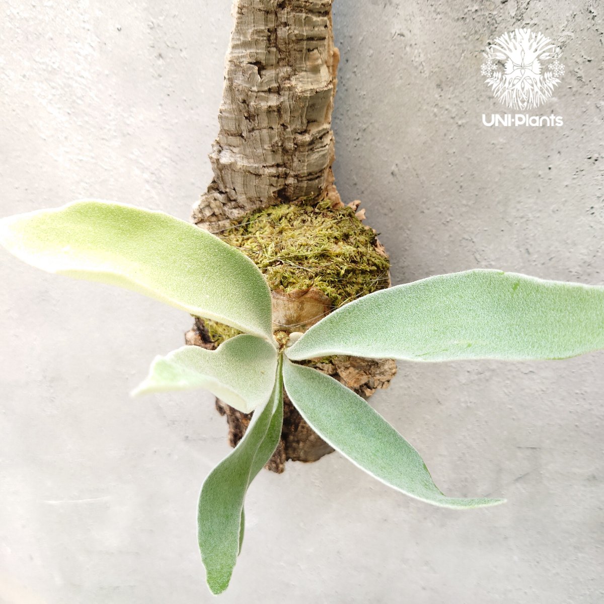 ビカクシダ ベイチー Patycerium veitchii コウモリラン ビカクシダ