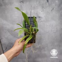 Rodridenia Woon Leng's Red Gem ロドリデニアウーンレングスレッドジェム 着生蘭 着生ラン Orchid 着生植物