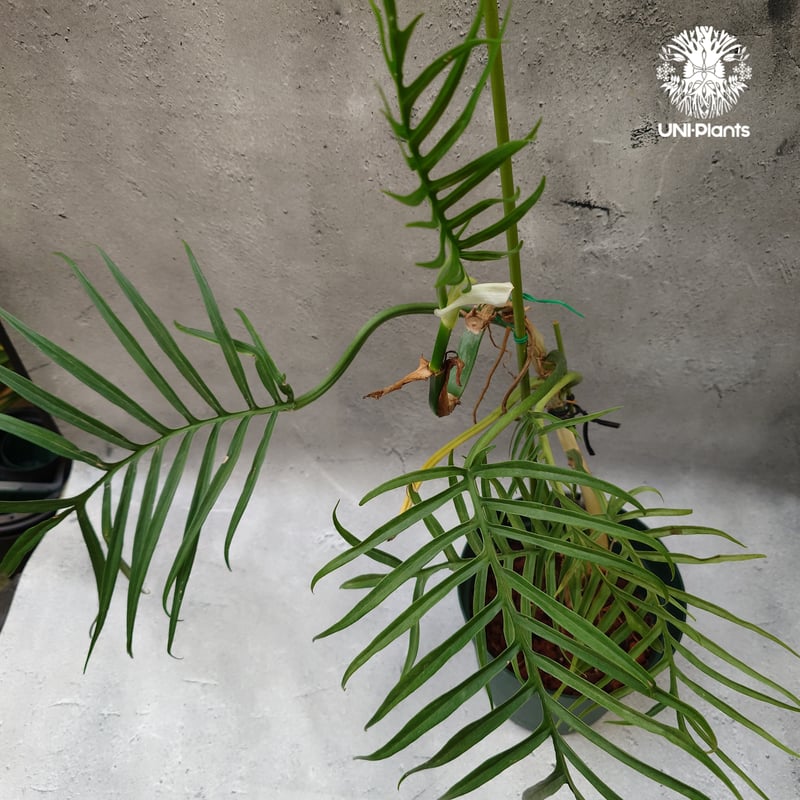 現物「フィロデンドロン・トータム」８号　Philodendron Tortum 現物「フィロデンドロン・トータム」8号 Philodendron Tortum