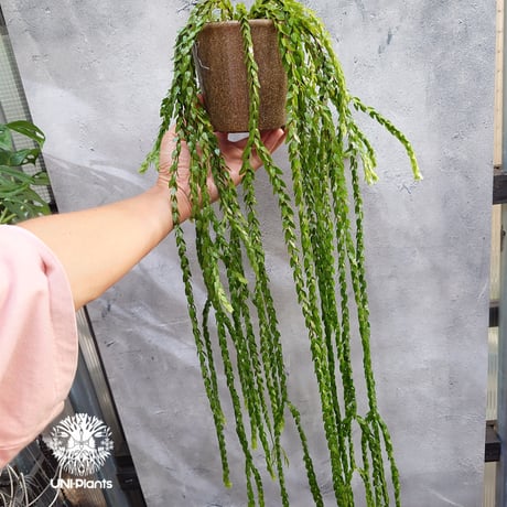 Huperzia spp. フペルジア  Phlegmariurus (フレグマリウルス) 観葉植物 珍奇植物 植物 着生植物 インテリア植物 珍しい シダ植物