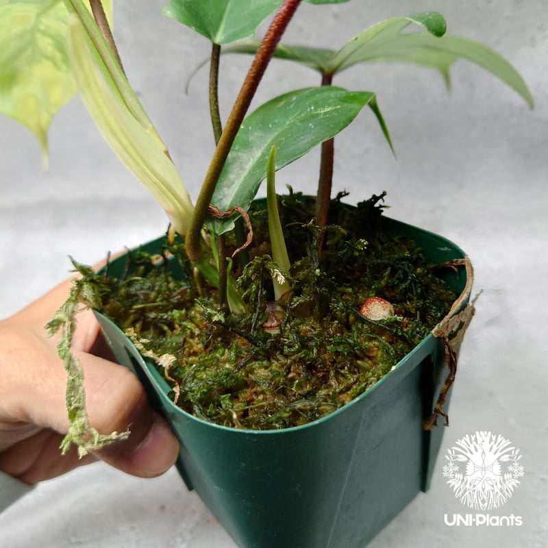 Philodendron Florida beauty variegated フィロデンドロ