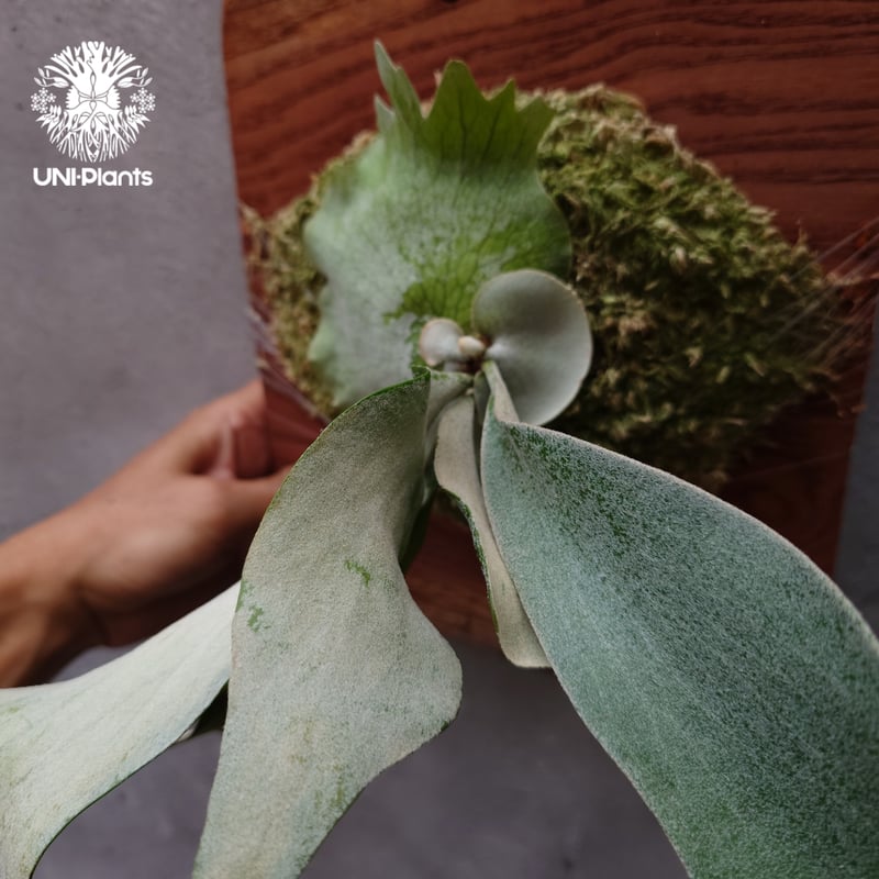 Platycerium willinckii cv Pedro Tatsuta (TC) ビカ