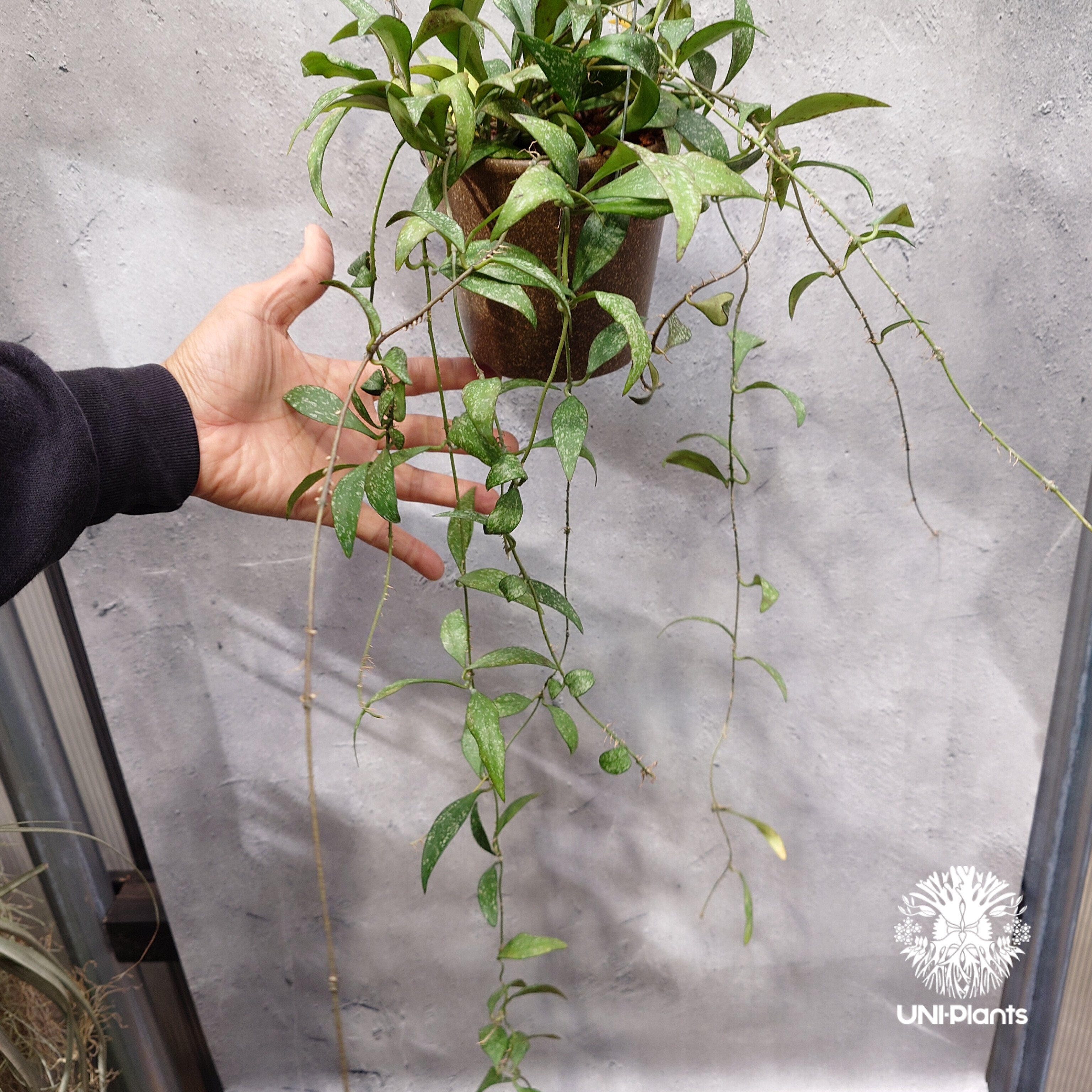 限定1株入荷 Hoya Parviflora splash ホヤ パルビフローラ スプラッシ