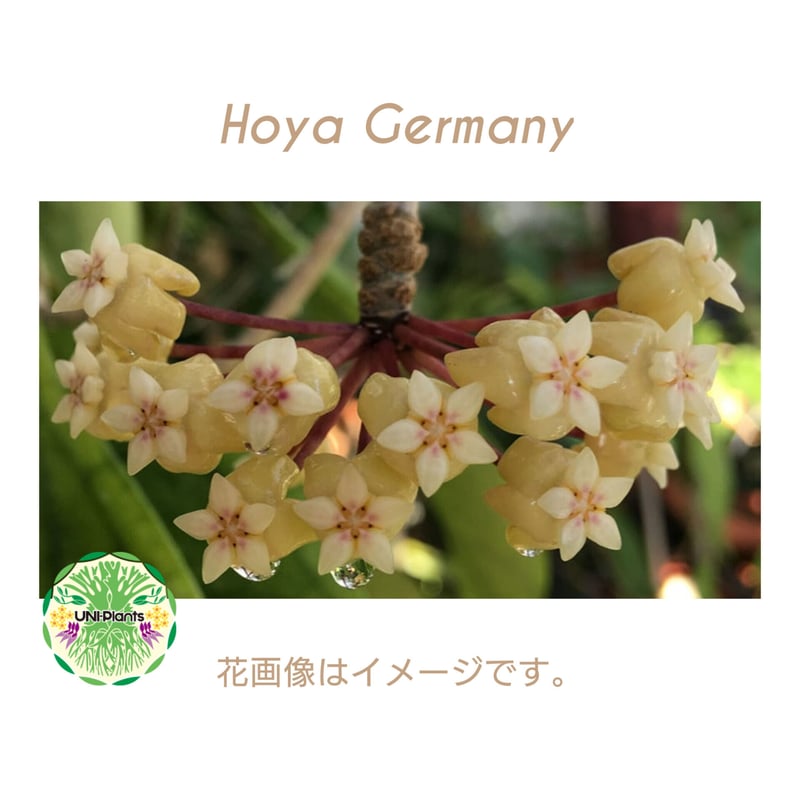 Hoya Germany ホヤ ジャーマニ 希少 ホヤ植物 ホヤの花 観葉植物