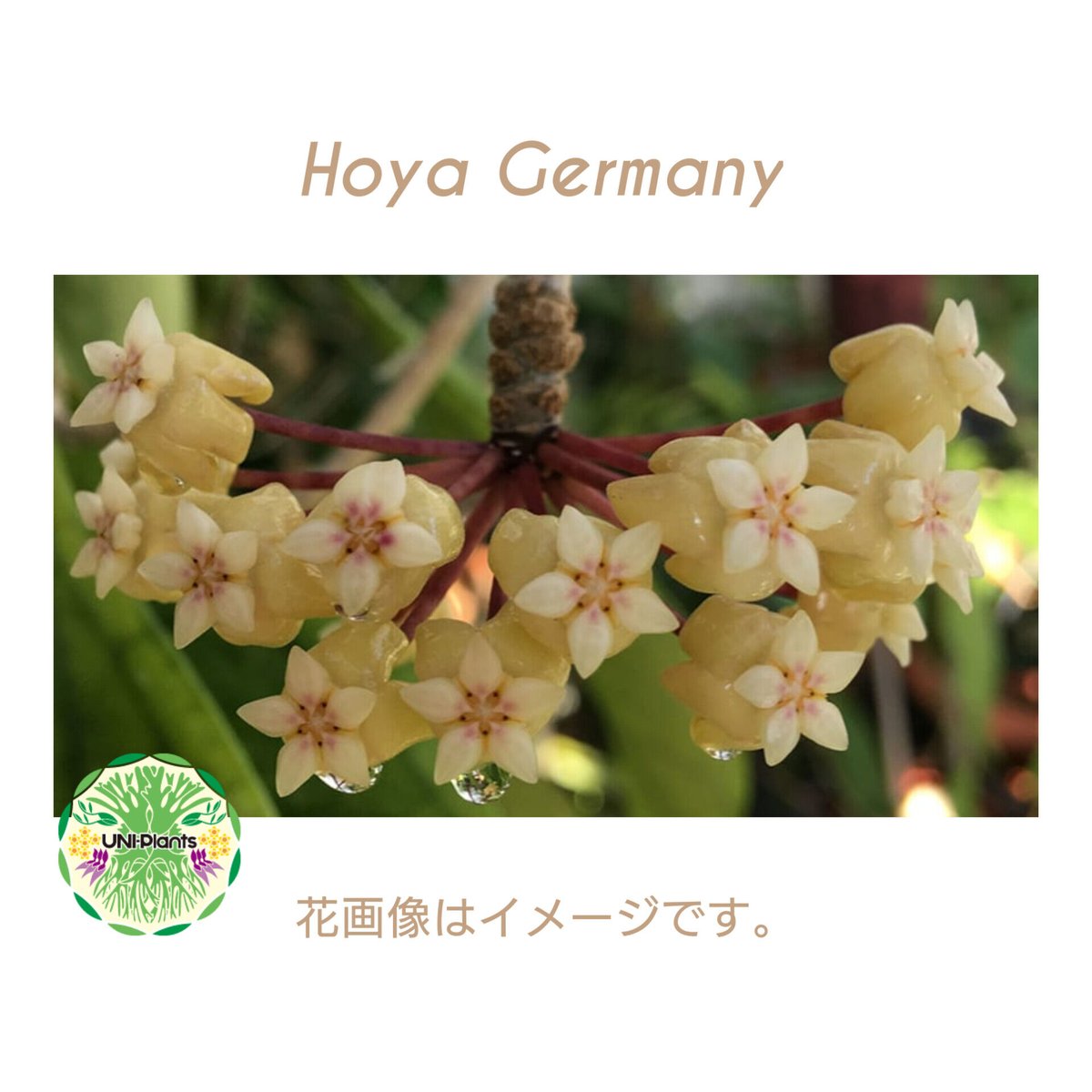 ホヤ (106) 希少種 Hoya insularis ホヤ インスラリス - 鉢植え