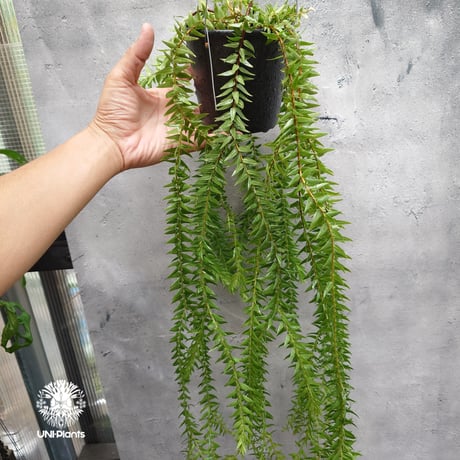 安心の宅配便発送です。フペルジア『nummularifolia』4番 安心の宅配便発送です。フペルジア『nummularifolia』4番