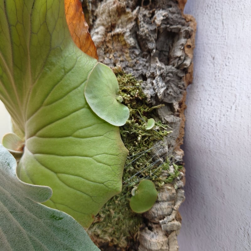 ビカクシダ　エレファントティス　　胞子葉あり　子株3つ展開中 ビカクシダ・エレファントティスの成長点ごと取れました