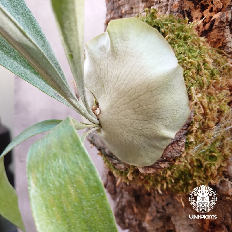 Platycerium Blue vista (pup)ビカクシダブルービスタ ビカクシダウィ