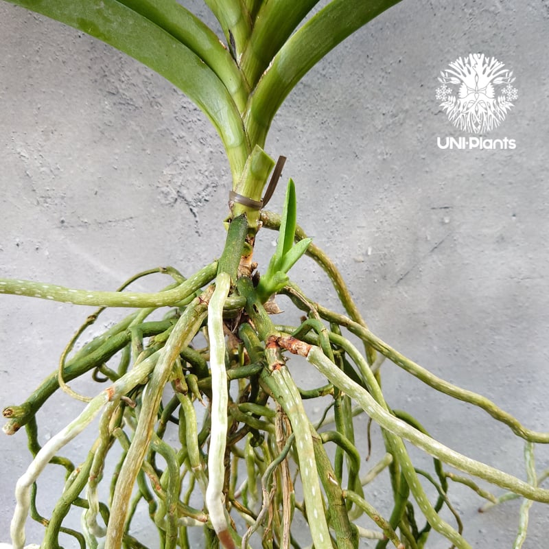 開花間近 バンダ 洋蘭 Vanda orchid 大株 子株付 ラン 蘭 花が綺麗な洋