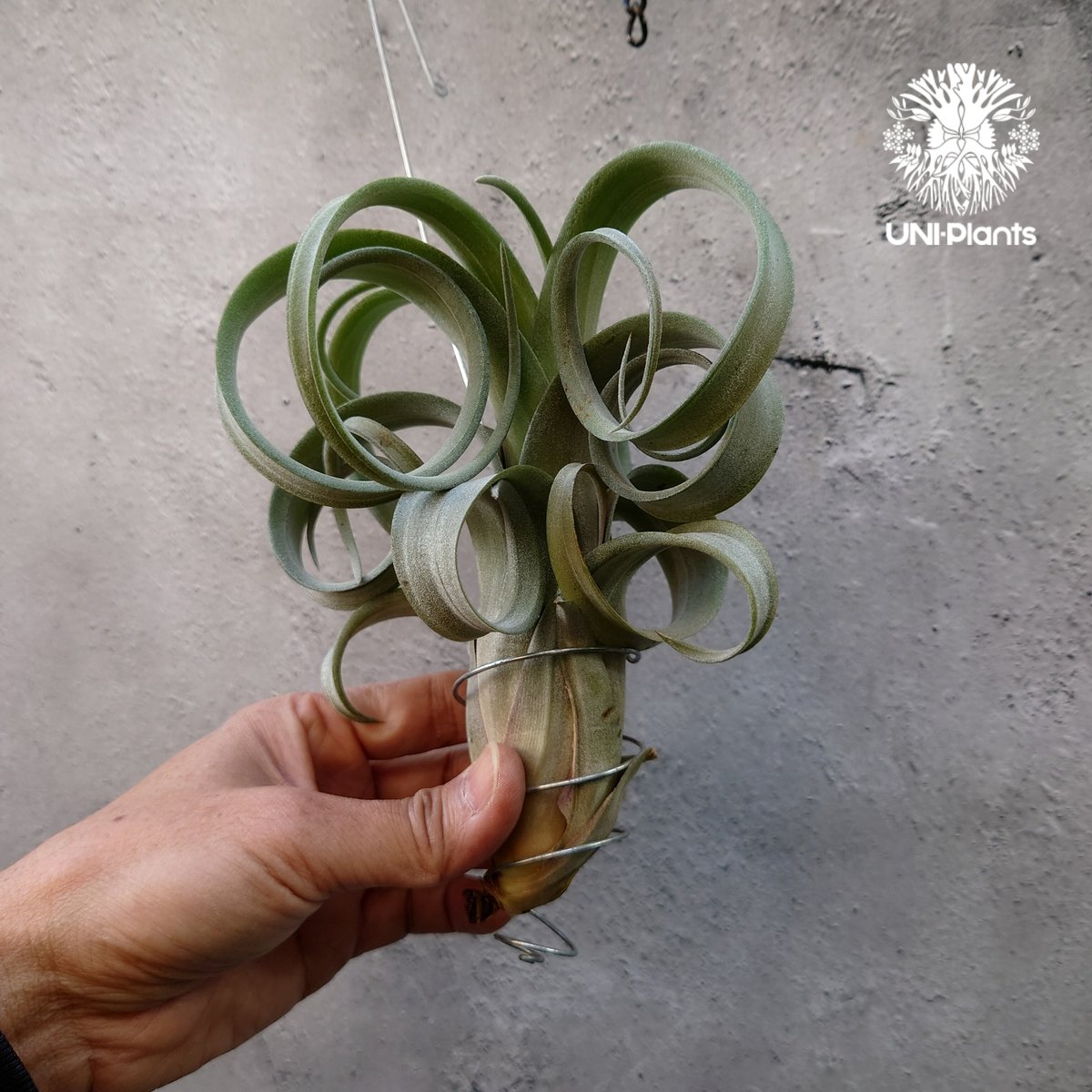 カーリースリム×ディグエティ(※My Original Hybrid) Tillandsia Curly slim チランジア カーリースリム Hybrid-Till