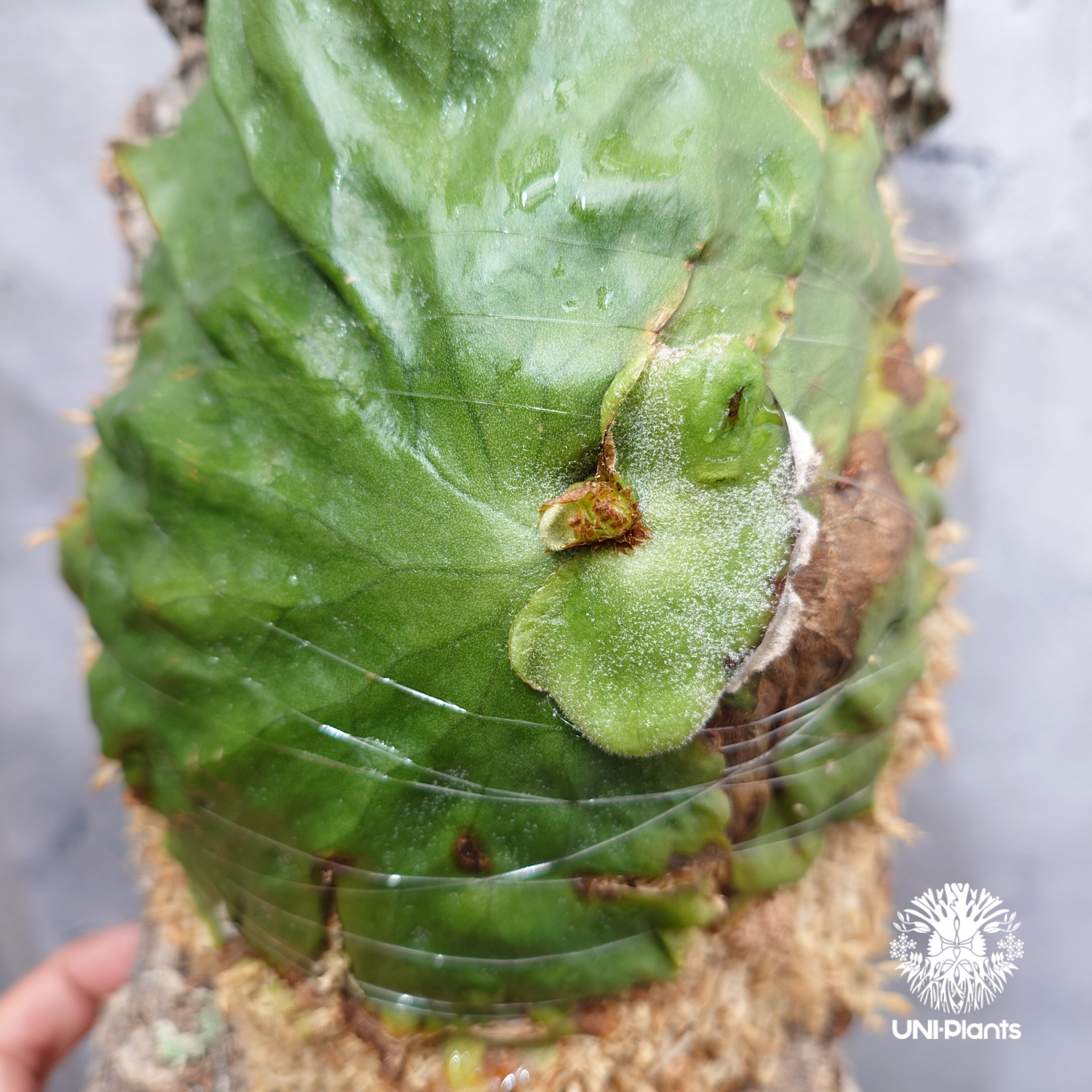 Platycerium grande ビカクシダ グランデ ビカクシダ原種 植物 シダ