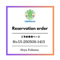 ご予約者様専用ページ ご予約No.UI-250509-1415 Hoya Pulleana ホヤプレナ ホヤ植物 ホヤの花 Hoya plants 希少 レア つる性植物