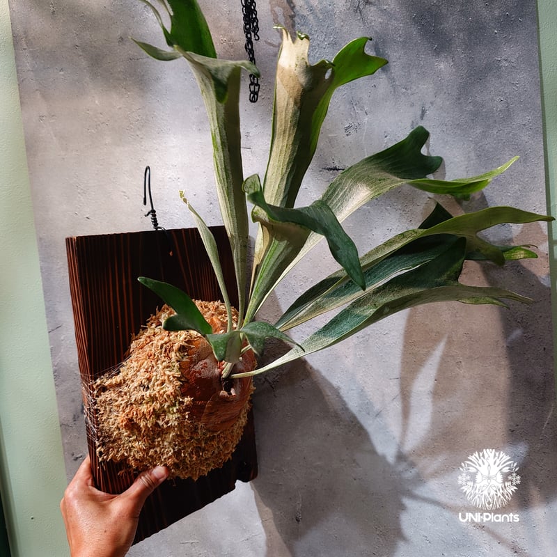 国内繁殖株・一点物】Platycerium bifurcatum cv.'Majus | ビ