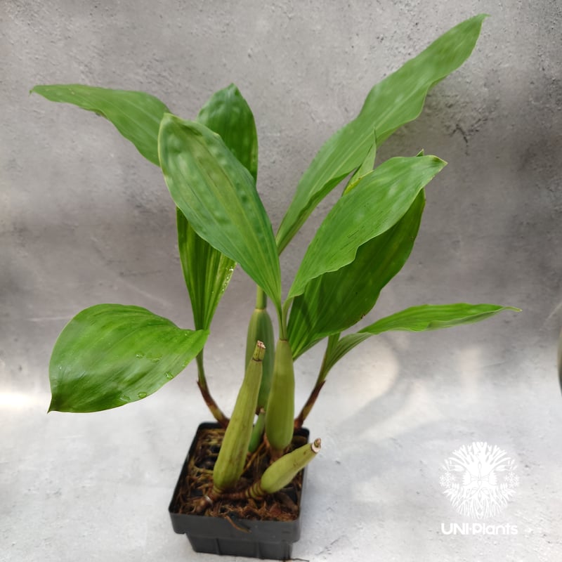 タイ直輸入】着生ラン セロジネ・ロクセニー ｜珍品・希少ラン・蘭の花