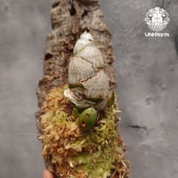 Catasetum Taiwan Yellow Diamond カタセタム タイワンイエローダイヤモンド orchid 洋ラン 洋蘭 タケノコ蘭