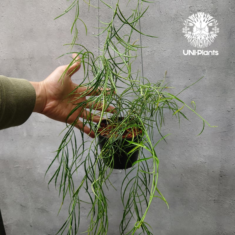 Hoya stenophylla ホヤ ステノフィラ 希少 ホヤ植物 ホヤの花 珍しい