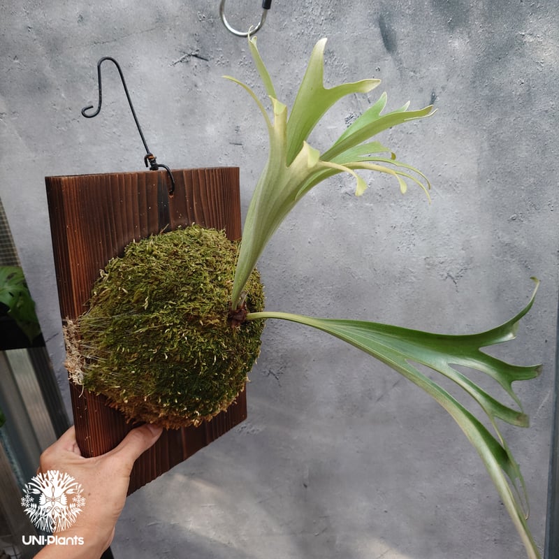 Platycerium alcicorne var.Madagascar ビカクシダ アルシコ