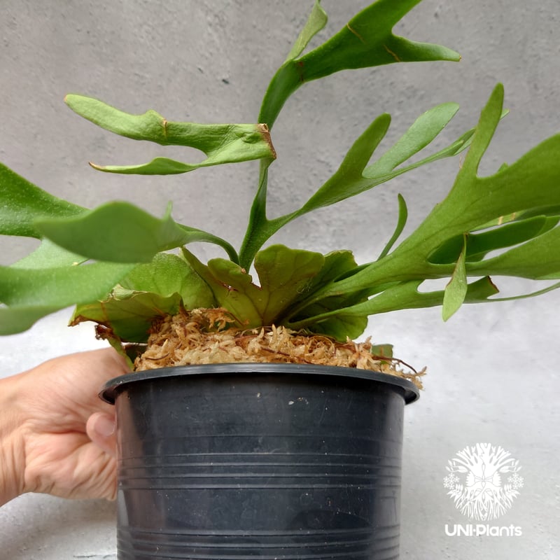 ビカクシダ　キッチャクード ' Thin '　コルク付け1 ビカクシダ キッチャクード ' Thin ' コルク付け1