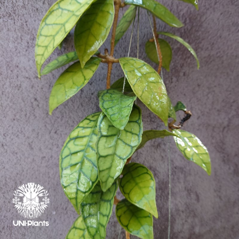 花座付き! Hoya Callistophylla short leaves ホヤ カリストフ