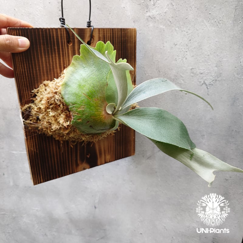 Platycerium Banna #A (pup) ビカクシダ バンナ #A (子株) ビカ