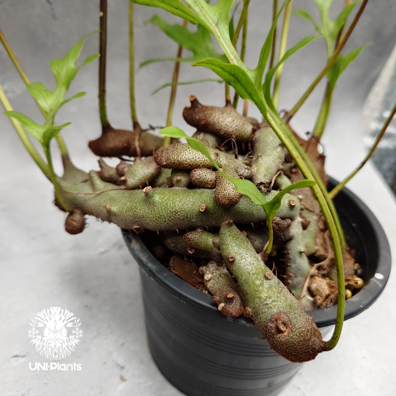 その他観葉植物 Lecanopteris KP9 fit=scale-down,w=1200