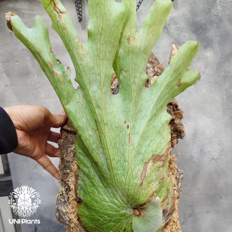 ビカクシダの女王 ワンダエ　Platycerium wandae⑦大きめ大迫力 ビカクシダ ワンダエ Platycerium wandae コウモリラン
