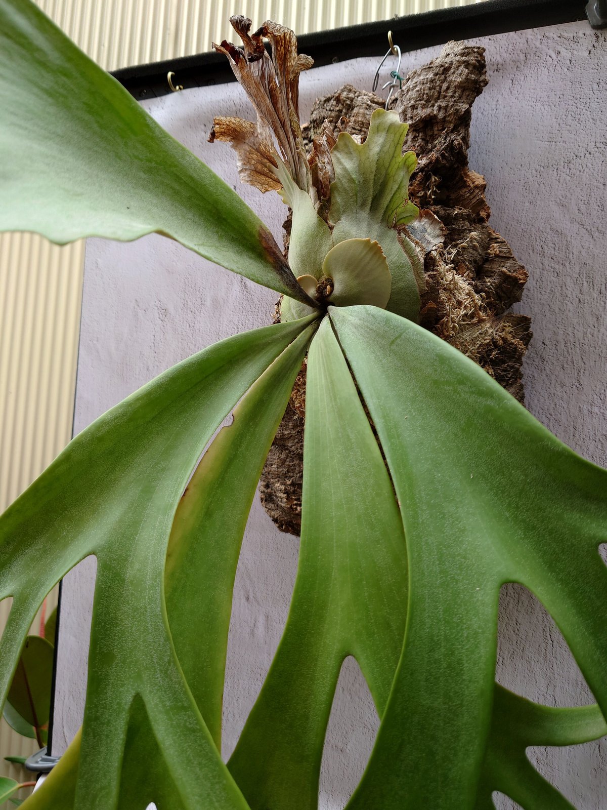 ビカクシダ ウィリンキーcv.インドネシア Platycerium ビカクシダ ウィリンキーcv.インドネシア Platycerium