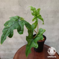Alocasia jacklyn アロカシア ジャクリン アロカシアジャックリン 観葉植物 珍奇植物 希少 珍しい インテリア植物 アロイド