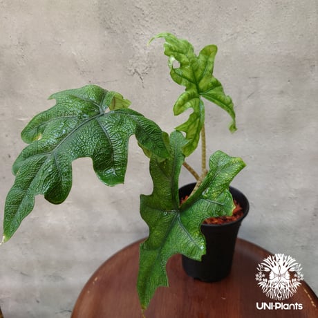 希少 アロカシア ジャックリン オーレア 希少 アロカシア ジャックリン オーレア 希少 アロカシア