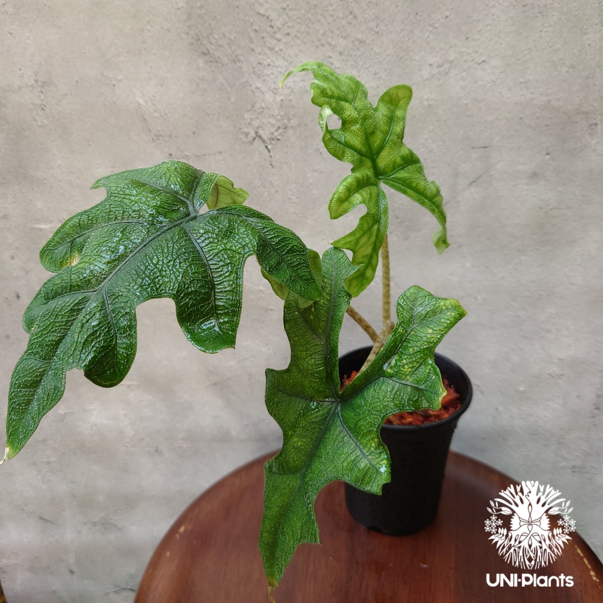 アロカシア ジャックリン 斑入り 芋】 アロカシア ジャックリン 斑入り